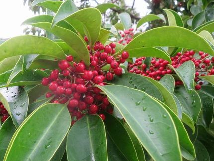 ファルコン植物記（１７７４）実...