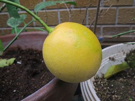 ファルコン植物記（１７７９）実...