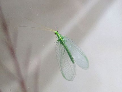 ファルコン昆虫記（７７０）緑色...