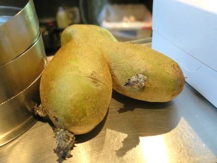 ＜野菜＞（６）＠「メークイン」