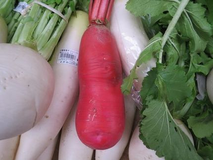 ＜野菜＞（７）【紅化粧大根】＠...