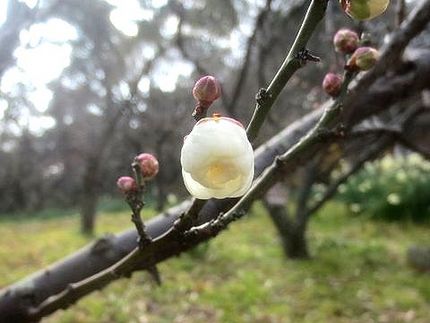 ファルコン植物記（１８００）＜...