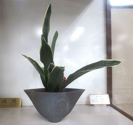 ＜生け花＞（３３９）【池坊】＠...