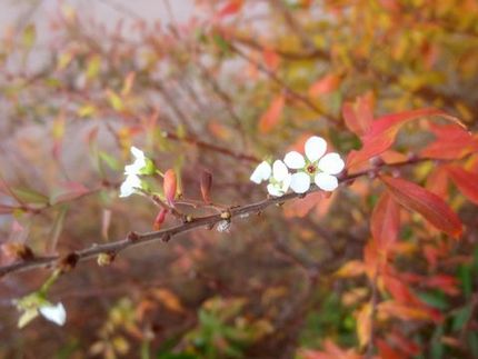 ファルコン植物記（１８０５）二...