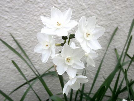ファルコン植物記（１８０７）白...