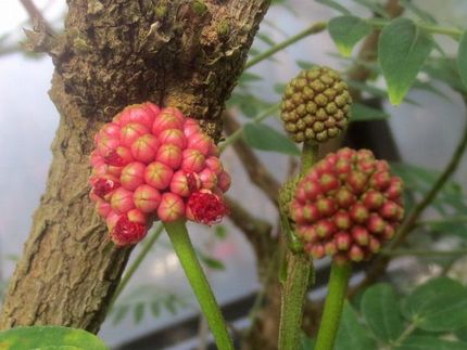 ファルコン植物記（１８０８）蕾...