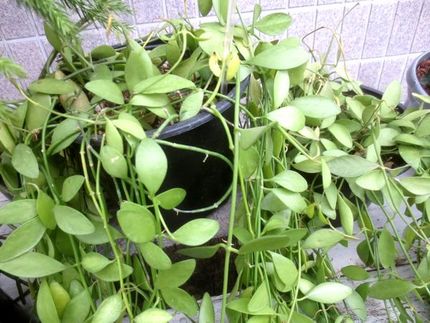 ファルコン植物記（１８０９）楕...