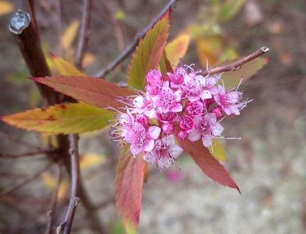 ファルコン植物記（１８１８）淡...