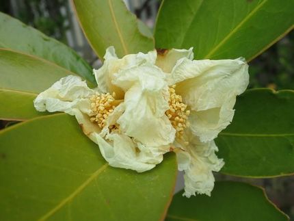 ファルコン植物記（１８２３）＜...