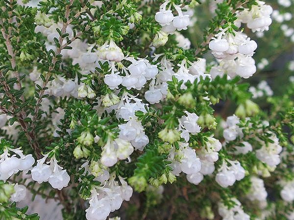 ファルコン植物記（１８５２）＜...