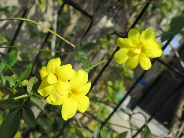 ファルコン植物記（１８５５）黄...