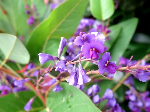 ファルコン植物記（１８５９）紫...
