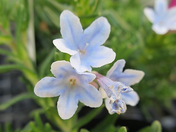 ファルコン植物記（１８７１）淡...