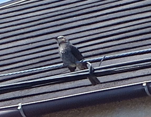 ファルコン鳥類記（２５）電線に...