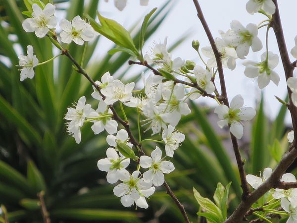 ファルコン植物記（１８８３）白...