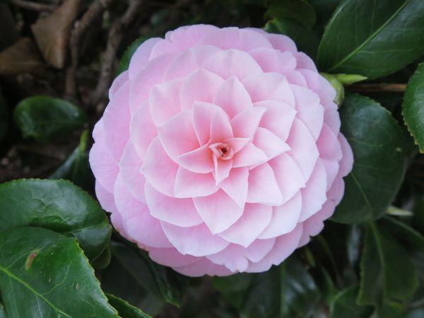 ファルコン植物記（１８８５）＜...