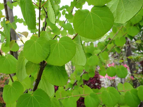 ファルコン植物記（１９０２）丸...