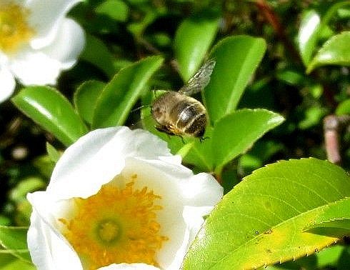 ファルコン昆虫記（７８１）ナニ...