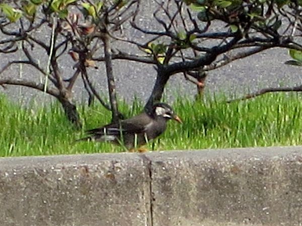 ファルコン鳥類記 ２８ ムクドリ 神戸 ファルコンの散歩メモ Bloguru