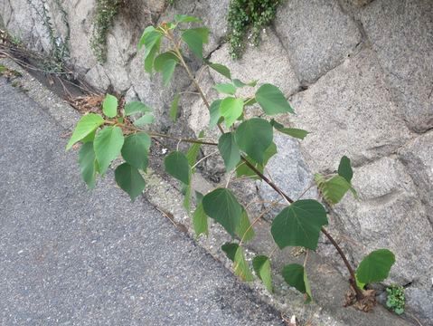 ファルコン植物記（２００２）ど...