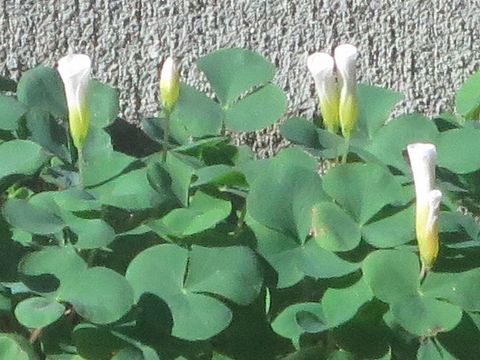 ファルコン植物記（２００３）＜...