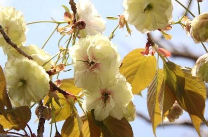 神戸ご当地（１０３２）桜「須磨...