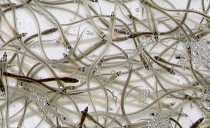 「シラスウナギ」の取引履歴確認...