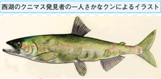 「クニマス」論争