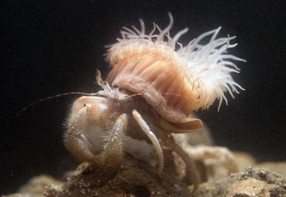 ＜　「ウスイロニセホンヤドカリ...