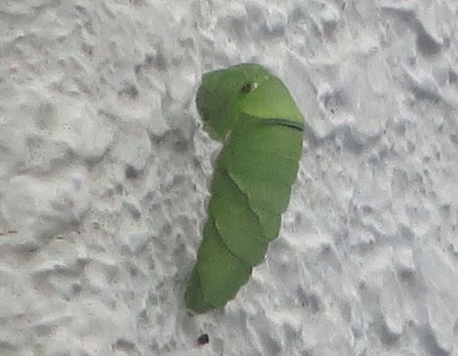 ファルコン昆虫記（８２２）終齢...