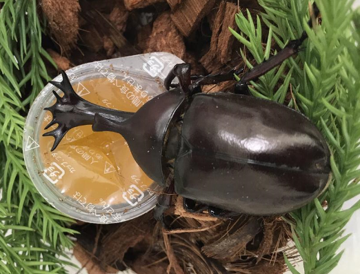 「カブトムシ」の「ツノ」の突然...