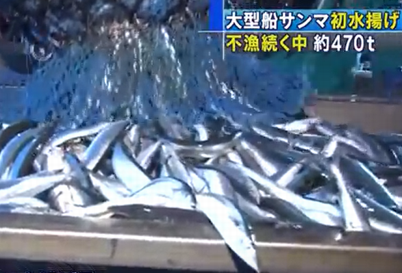 大型船サンマ初水揚げ＠根室市花...