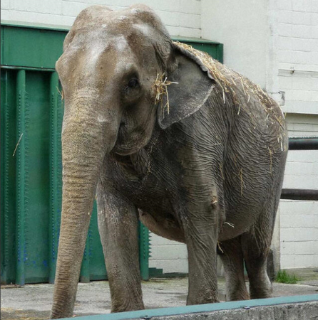 「ナナ」（画像：おびひろ動物園...