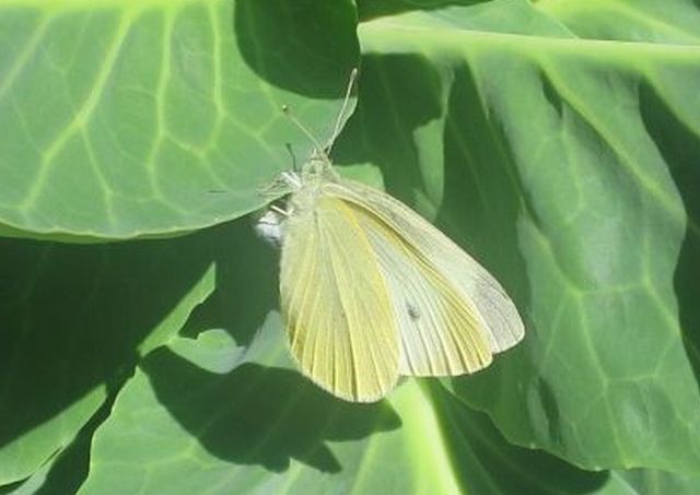 ファルコン昆虫記（８３８）産卵...