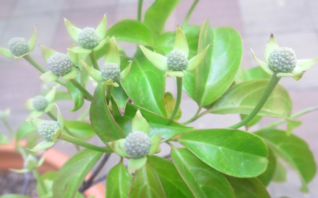 ファルコン植物記（２０４３）【...