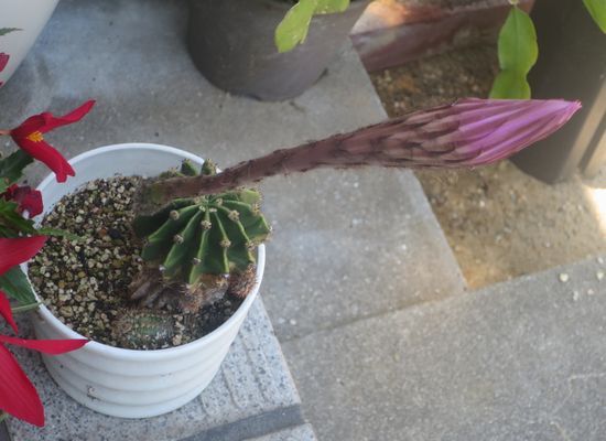 ファルコン植物記（２０４６）「...