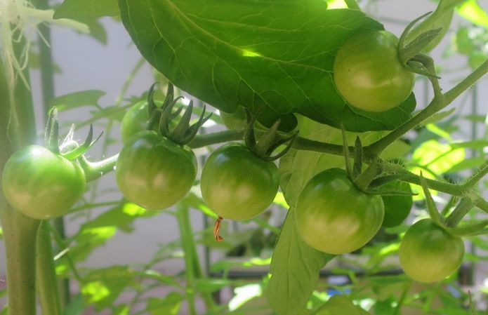 ＜野菜＞（１９）【ミニトマト】
