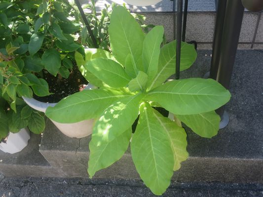 ファルコン植物記（２０６０）【...