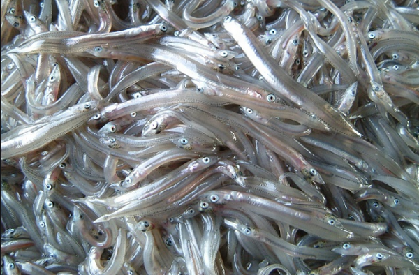 イカナゴのシンコ（稚魚）漁２日...