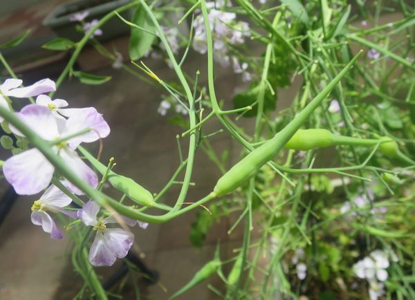 ファルコン植物記（２０７５）青...