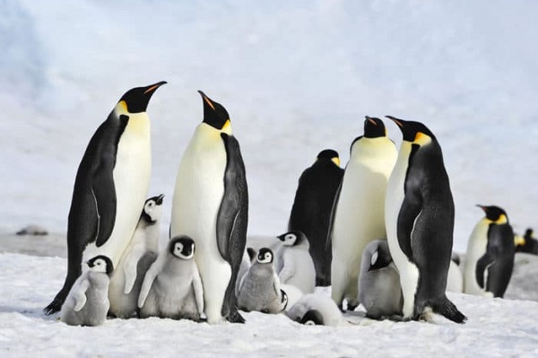 「コウテイペンギン」絶滅の危機...