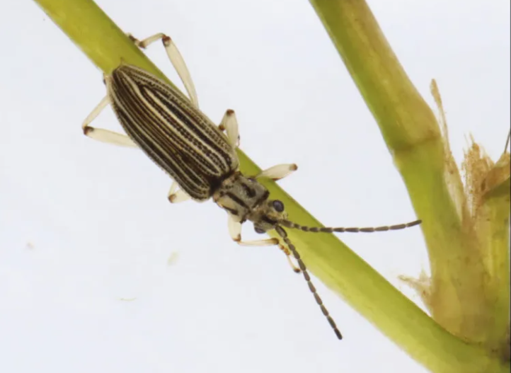 発見された「キイロネクイハムシ...