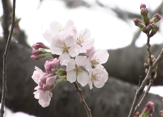 神戸ご当地（１４６４）桜開花宣...