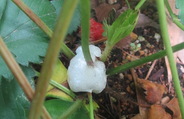 ファルコン昆虫記（９９０）「ア...