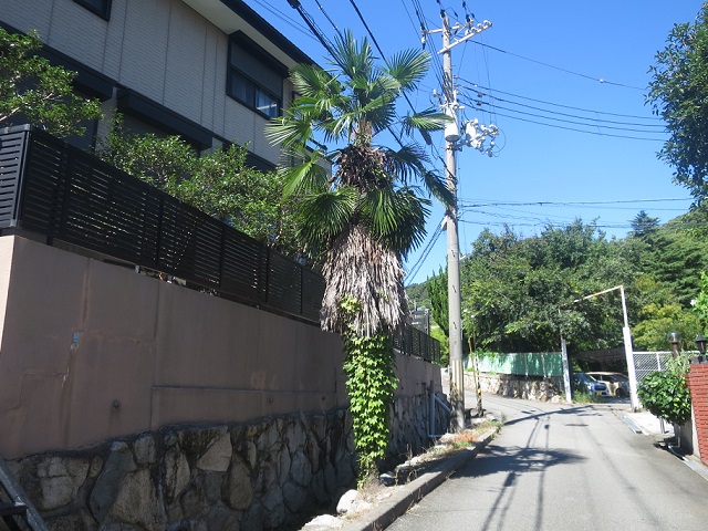 ファルコン植物記（２１４４）ど...