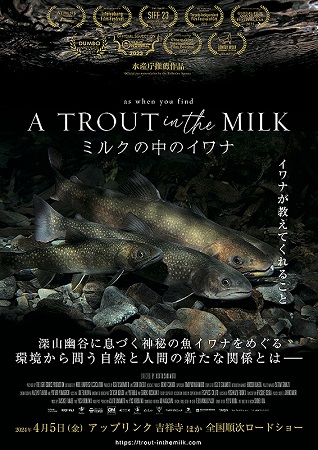 『ミルクの中のイワナ』＠＜坂本...