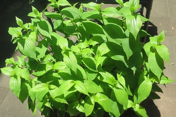 ファルコン植物記（２１７８）【...