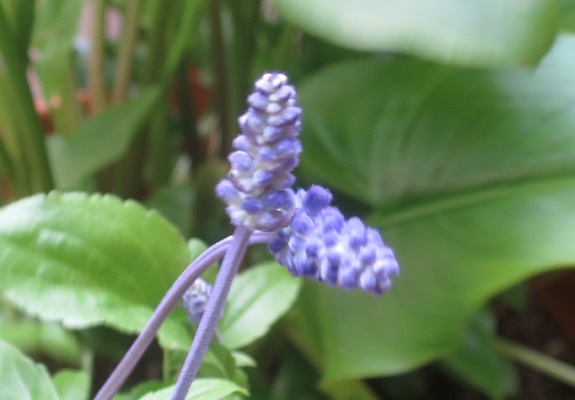 ファルコン植物記（２１７９）蕾...