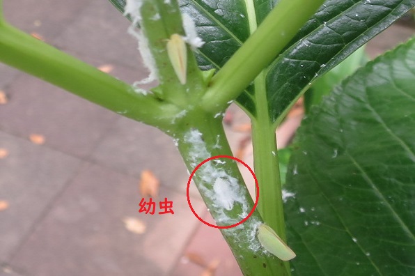 ファルコン昆虫記（１１２０）【...