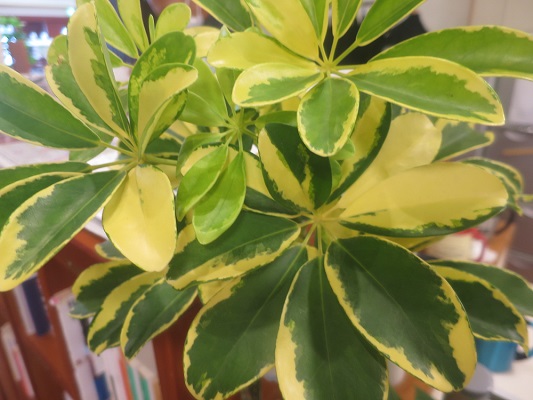 ファルコン植物記（２１８７）【...